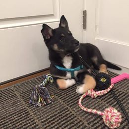 Lapponian Herder Puppies from Kuulas Kennels