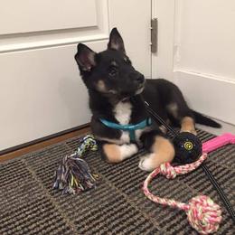 Lapponian Herder Puppies from Kuulas Kennels