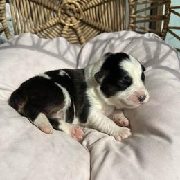 Holley - Black tri-color female Australian Shepherd puppy in Grants Pass, Oregon from Carmel Mountain Aussies