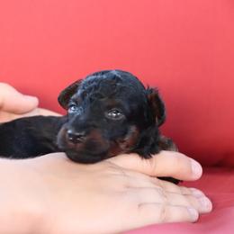 Patriot - Phantom male Poodle puppy in Goliad, Texas from Sassy Lil Aussies and Diamond W Poodles