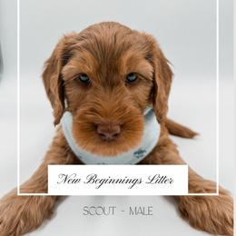 Grey boy - Red  male Goldendoodle puppy in Hollister, Missouri from Wild Acres Goldendoodles