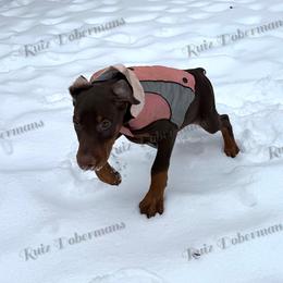 Black - Red and rust female Doberman Pinscher puppy in Louisville, Kentucky from Ruiz Dobermans
