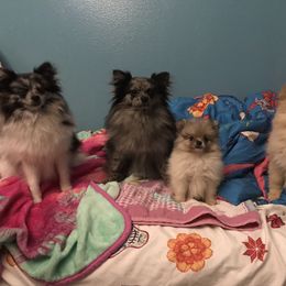 Pomeranian Puppies from Precious Pom Puppies