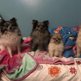Pomeranian Puppies from Precious Pom Puppies