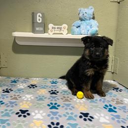 Finn - Black and tan male German Shepherd puppy in Stanardsville, Virginia from Majestic K9 LLC