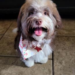 Havanese All Grown Up from Puppies For A Purpose