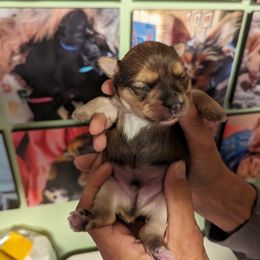 Yorkshire Terrier Puppies from Yadkinyorkies&Morkies