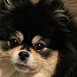 Cinder - Pomeranian