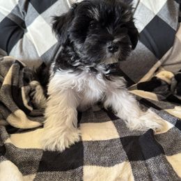 Miniature Schnauzer Puppies from Nichols Miniature Schnauzers
