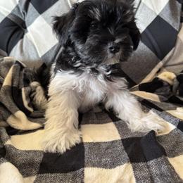 Miniature Schnauzer Puppies from Nichols Miniature Schnauzers
