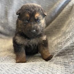 Fortis - Black and red female German Shepherd puppy in Medical Lake, Washington from Nine Realms German Shepherds