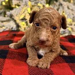 Biscuit - Red  male Goldendoodle puppy in Macclenny, Florida from Baker County Goldendoodles