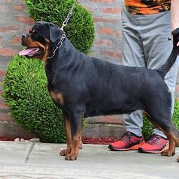Vidra - Rottweiler