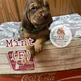 Bloodhound Puppies from McNeely Saline River Bloodhounds