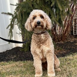 Clover - Goldendoodle