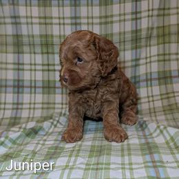 Juniper - Buff male Cockapoo puppy in Sunset, Louisiana from Cano Cockapoos