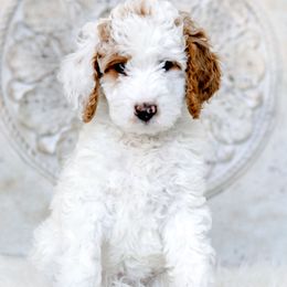 Goldendoodle Puppies from Pixie Goldendoodles