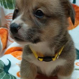 Pembroke Welsh Corgi Puppies from Episode Corgis