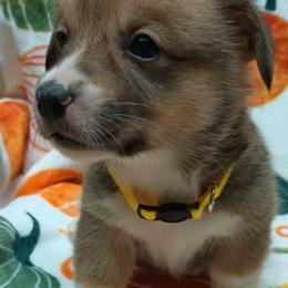 Pembroke Welsh Corgi Puppies from Episode Corgis