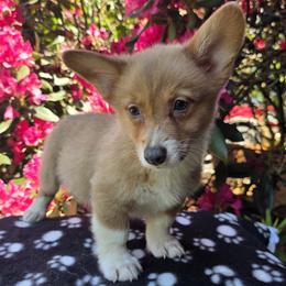 Female 1 - Blue female Pembroke Welsh Corgi puppy in Unicoi, Tennessee from East Tennessee Clark Corgis