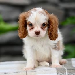 Whiskey - Blenheim male Cavalier King Charles Spaniel puppy in Sugarcreek, Ohio from Chocolate Cavalier