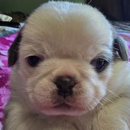 Blue Panda Female - Black female Pug puppy in Kernersville, North Carolina from Royal House of Pugs