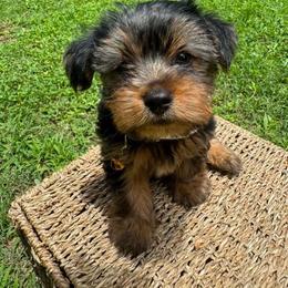 Tom - Black and tan male Yorkshire Terrier puppy in Columbia, South Carolina from Forever Yourkies 🐾