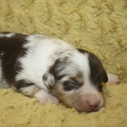 Boy 4 - Red merle male Miniature Australian Shepherd puppy in Licking, Missouri from Burnett Aussies