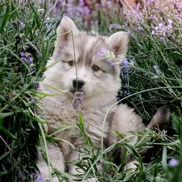 Flower - Sable and white female Siberian Husky puppy in Bly, Oregon from Hill Top Huskies