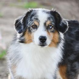 Miniature American Shepherd All Grown Up from Stellar Miniature American Shepherds