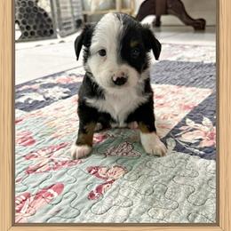 Mini Aussie Girl 1 - Black & white female Miniature Australian Shepherd puppy in Pensacola, Florida from TNT MINI AUSSIES