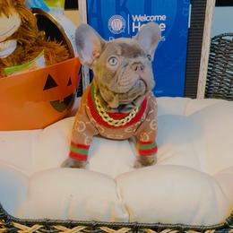 Armani - Blue male French Bulldog puppy in Athens, Georgia from Imperial Frenchies
