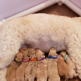 Goldendoodles from Florida Mini Goldendoodles