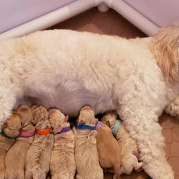 Goldendoodles from Florida Mini Goldendoodles