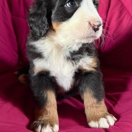 Rosie (purple girl) - Black rust and white female Bernese Mountain Dog puppy in Mora, New Mexico from Berners of New Mexico