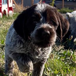 Rogue - Brown and gray female Wirehaired Pointing Griffon puppy in Grangeville, Idaho from Happy Hollow Griffons