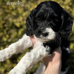Iris - Black and white female Cockapoo puppy in Claremont, North Carolina from Magnolia Grove Farms