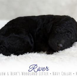 Navy Boy - Black male Goldendoodle puppy in Carthage, Tennessee from Willows Doodles