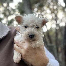 Scottish Terrier and Toy Australian Shepherd Puppies from Pecan Creek