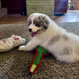 Australian Shepherd and German Shorthaired Pointer Puppies from Flynbee Farm