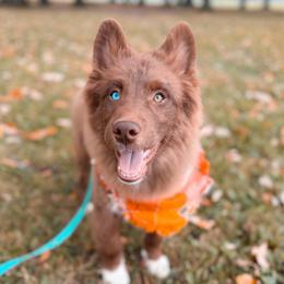 Ficelle - Chocolate male Pomsky puppy in Cleveland, Ohio from Lake Point Pomskies