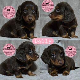 DOLLY - Chocolate and tan female Dachshund puppy in Columbia, Louisiana from Diamond 5R Ranch AKC & CKC Miniature Dachshunds