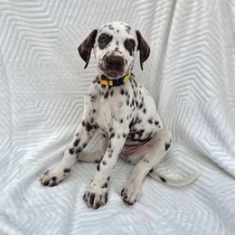 Destin - White and liver brown male Dalmatian puppy in Lockhart, Texas from Haus of Dals