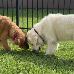Golden Retriever puppies from Barrier Island Goldens