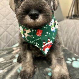 Miniature Schnauzer Puppies from NM Schnauzer Minis