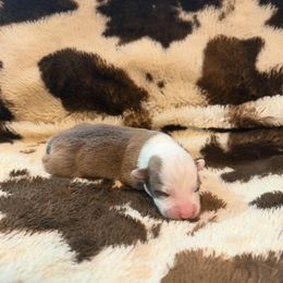 Dasher - White and red male Pembroke Welsh Corgi puppy in Hillsville, Virginia from Bonderosa Kennels