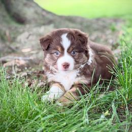 Finn - Red male Miniature American Shepherd puppy in Clinton, Missouri from Mockingbirds American Minis