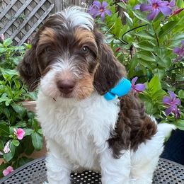 Chandler - Tri-color male Bernedoodle puppy in The Woodlands, Texas from Gracie's Goldendoodles and Bernedoodles