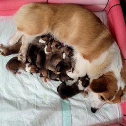 Pembroke Welsh Corgi puppies from Cajun Creek's