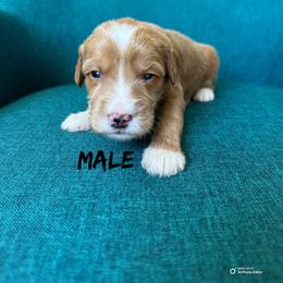 Boy 3 - Red  male Goldendoodle puppy in Glendale, Arizona from Follow Your Bliss Doodles
